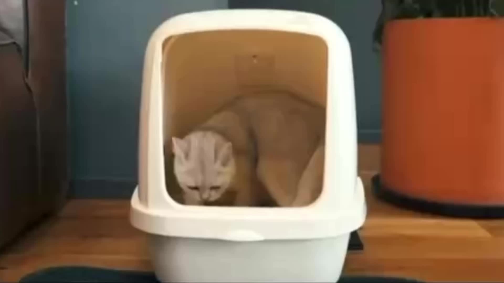 Cat Litter Mat, Beautiful Honeycomb Cat Litter Box Catcher Pad, Suitable for Cats, Odor Control Double Layer, Urine Waterproof, Washable, Phthalate-Free