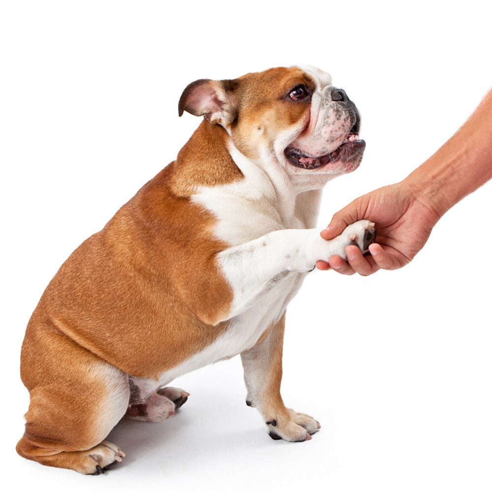 Portable Soft Silicone Pet Paw Cleaner Cup with Brush - Turquoise & Black Dog & Cat Paws Washing Cup, Non-Slip Base, Easy-Clean Durable Design for Indoor/ Use, Dirt & Debris Remover for Paws Before/After Walks, Dog Grooming,